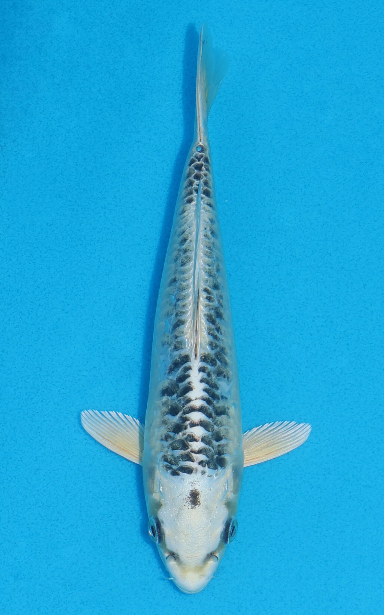 Aragoke Gin Matsuba - 19cm REF:70075