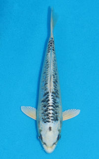 Thumbnail for Aragoke Gin Matsuba - 19cm REF:70075