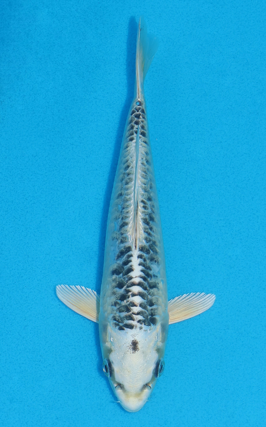 Aragoke Gin Matsuba - 19cm REF:70075