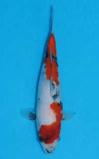 Thumbnail for Showa - 22cm REF:70060