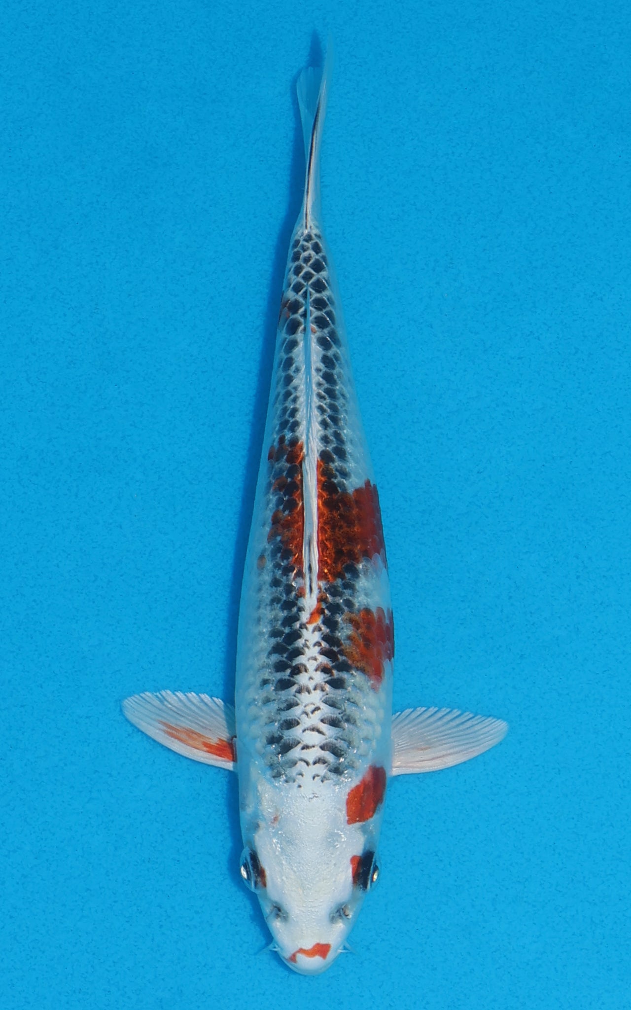 Kujaku - 20cm REF:70061