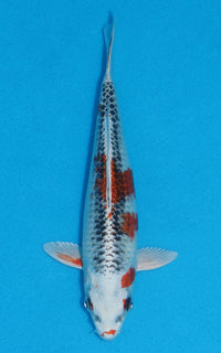 Thumbnail for Kujaku - 20cm REF:70061