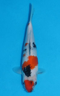 Thumbnail for Showa - 23cm REF:70055