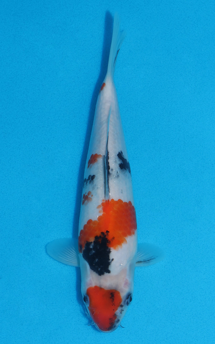 Showa - 23cm REF:70055