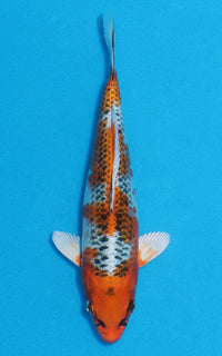 Thumbnail for Kujaku - 21cm REF:70076