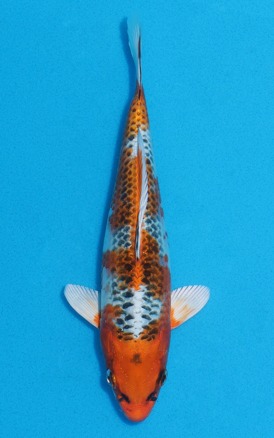 Kujaku - 21cm REF:70076