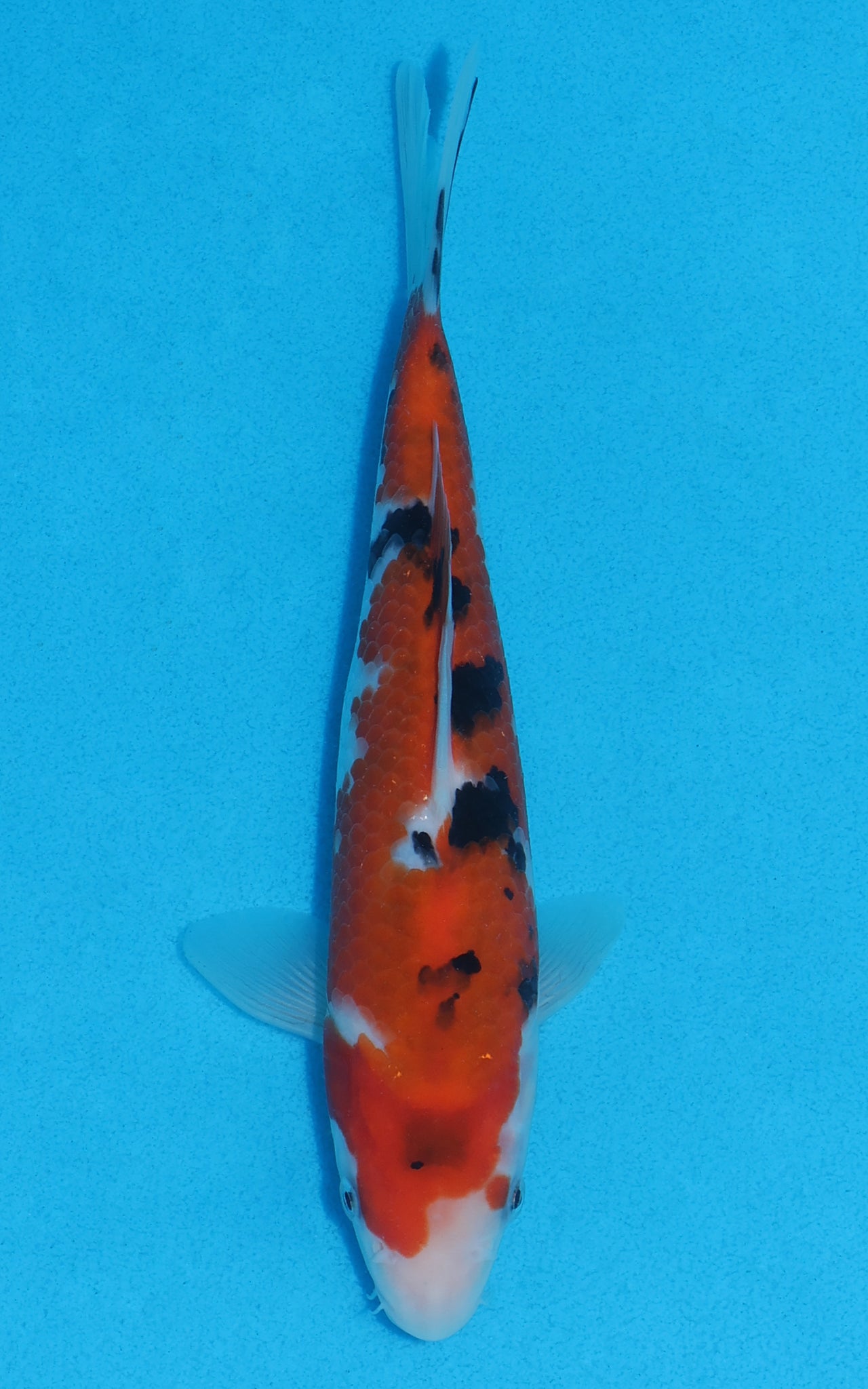 Sanke - 22cm REF:70046