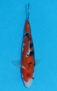 Thumbnail for Sanke - 22cm REF:70046