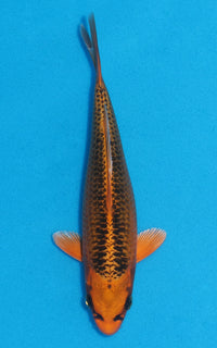 Thumbnail for Kin Matsuba - 20cm REF:70049