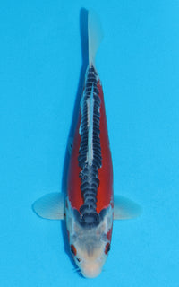 Thumbnail for Shusui - 27cm REF:13045