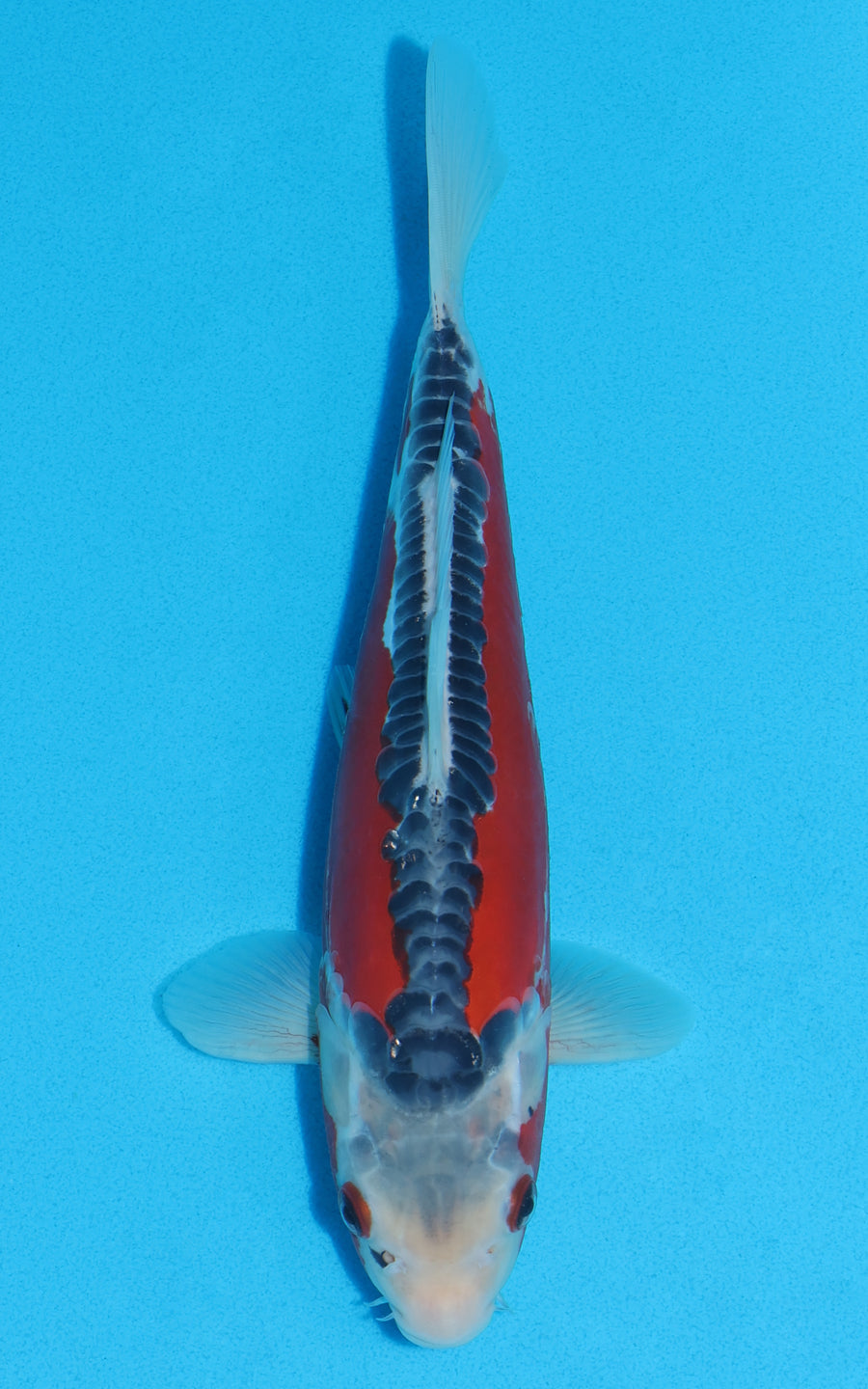 Shusui - 27cm REF:13045