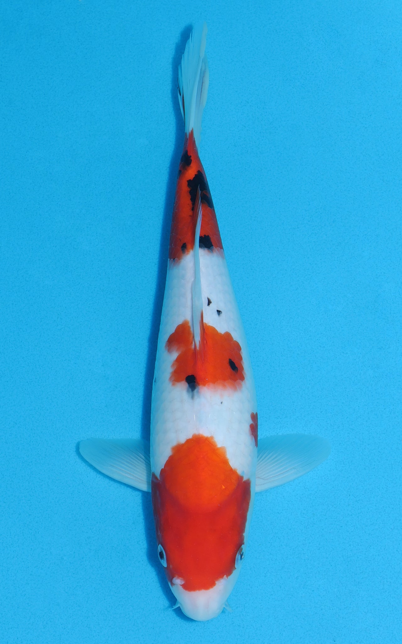 Sanke - 31cm REF:13009