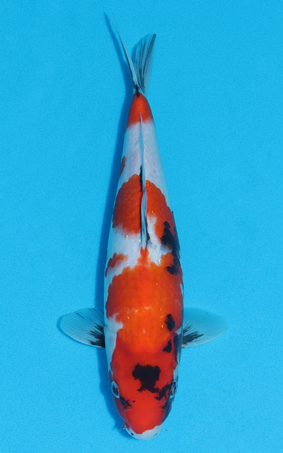 Showa - 31cm REF:13014