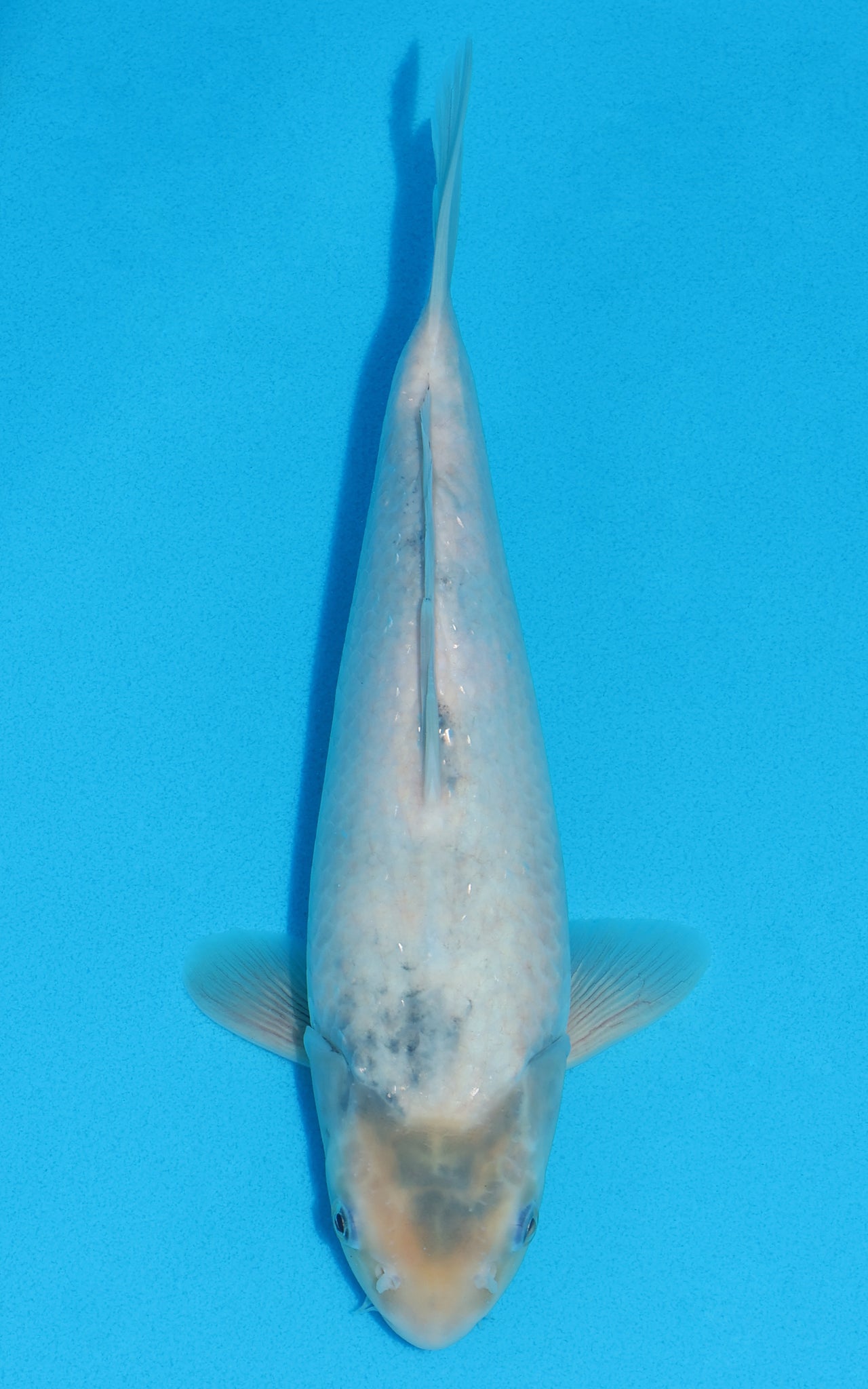 Shiro Utsuri - 32cm REF:13125