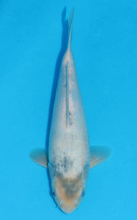 Thumbnail for Shiro Utsuri - 32cm REF:13125