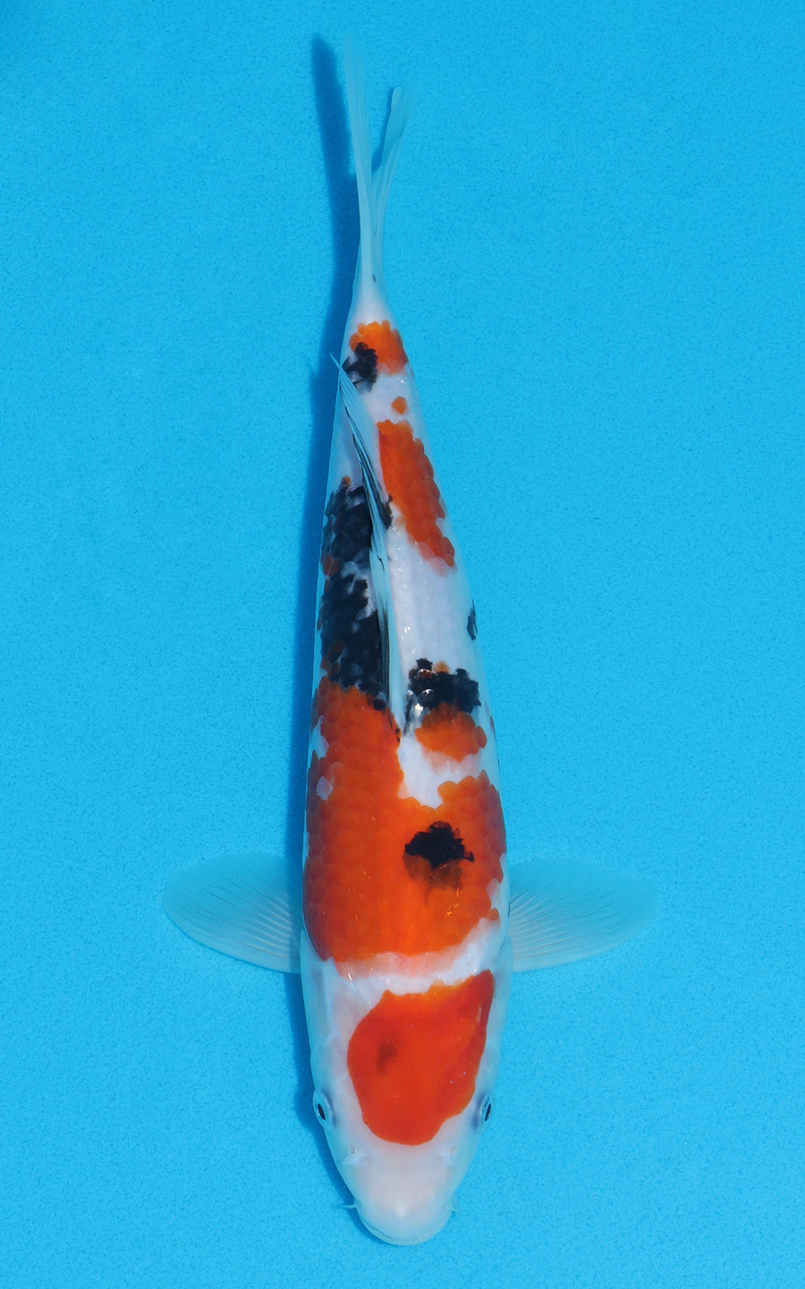 Sanke - 30cm REF:13030