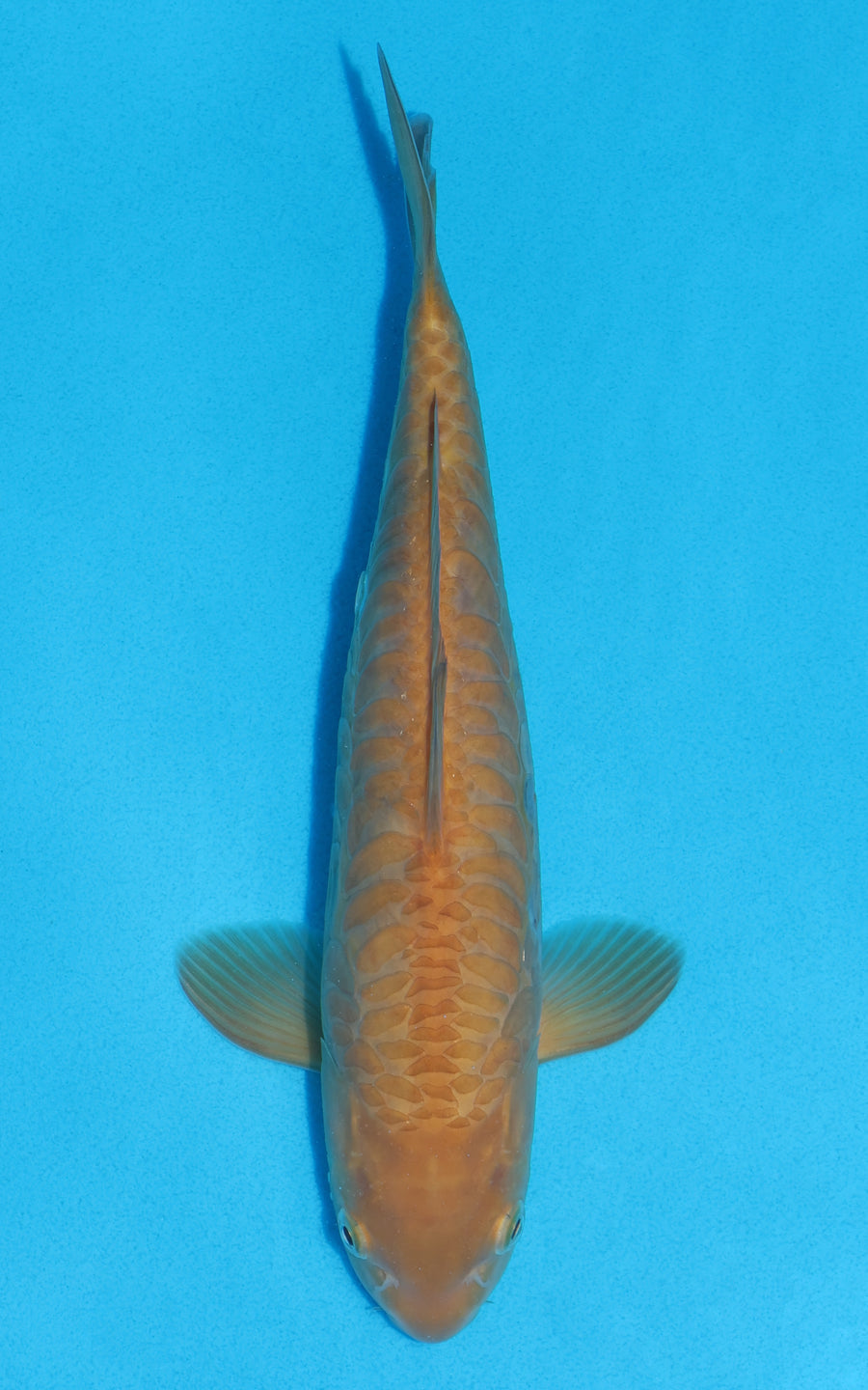 Aragoke Karashigoi - 29cm REF:13055