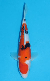 Thumbnail for Sanke - 31cm REF:13050