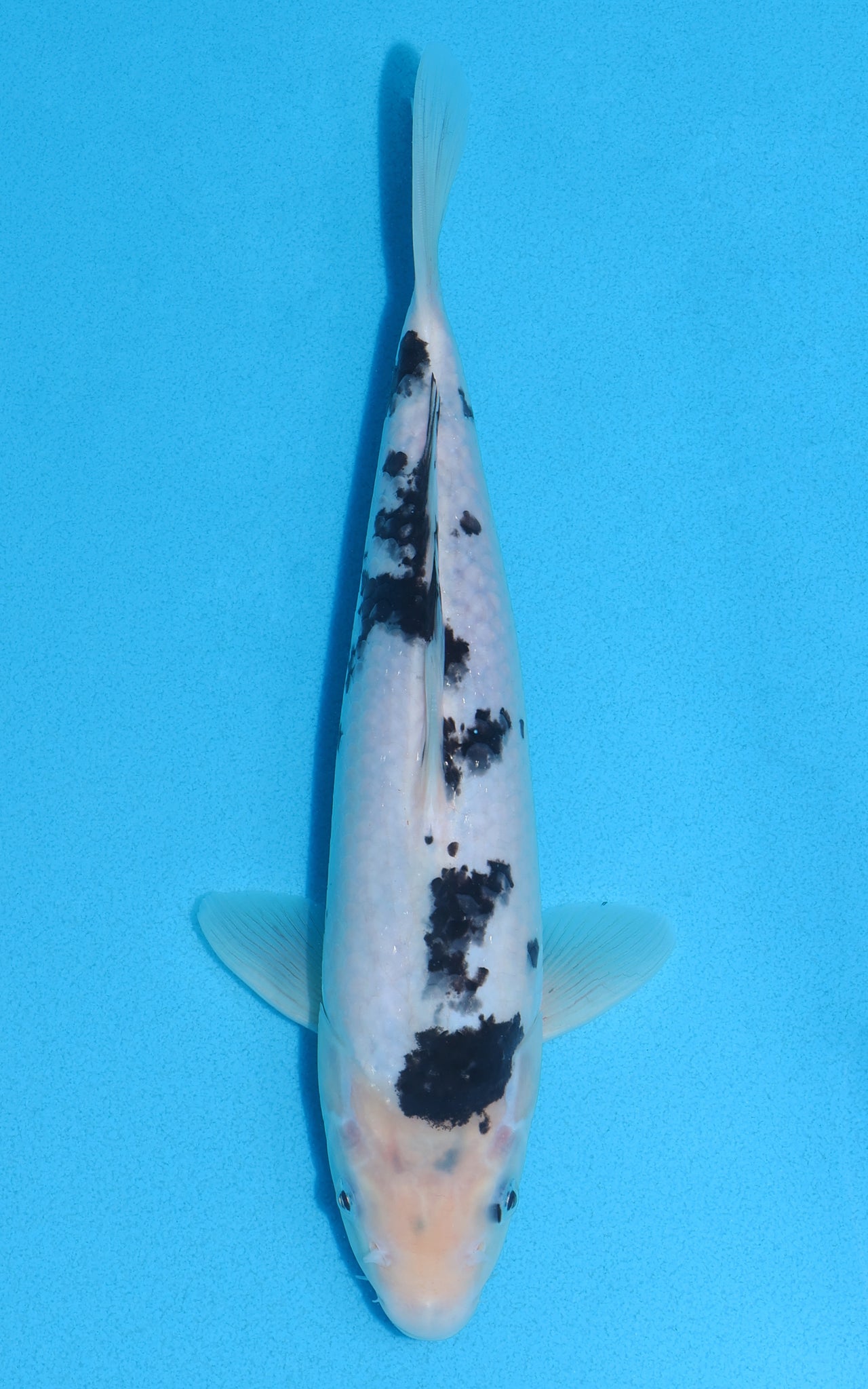 Shiro Bekko - 28cm REF:13020