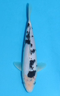 Thumbnail for Shiro Bekko - 28cm REF:13020