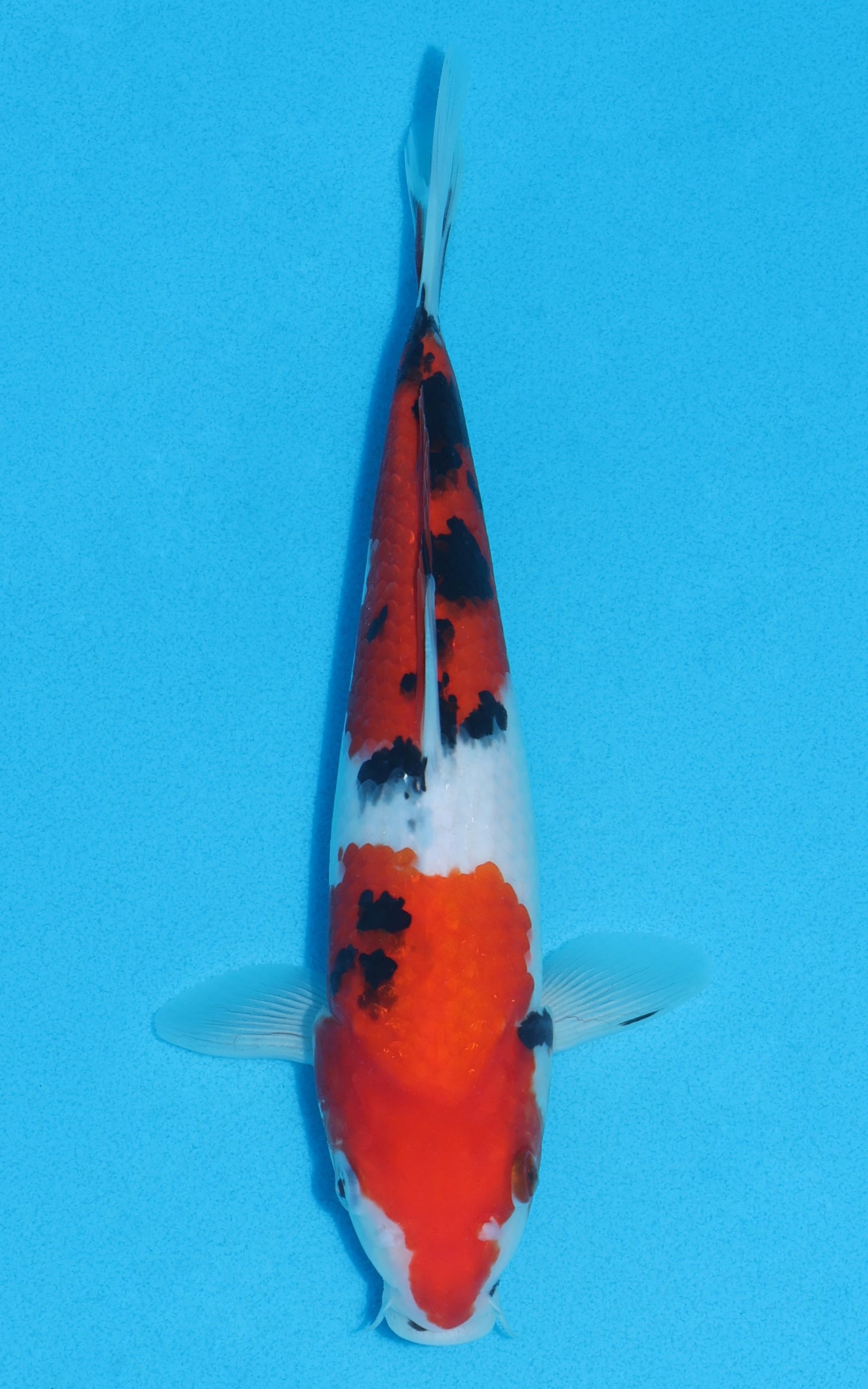 Sanke - 26cm REF:13010