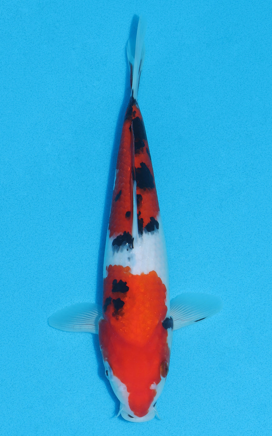 Sanke - 26cm REF:13010