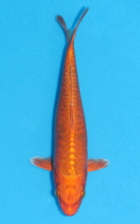 Thumbnail for Aragoke Orenji Ogon - 24cm REF:13033
