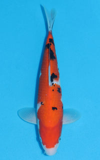 Thumbnail for Sanke - 33cm REF:13057