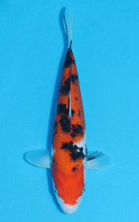 Thumbnail for Sanke - 29cm REF:13043