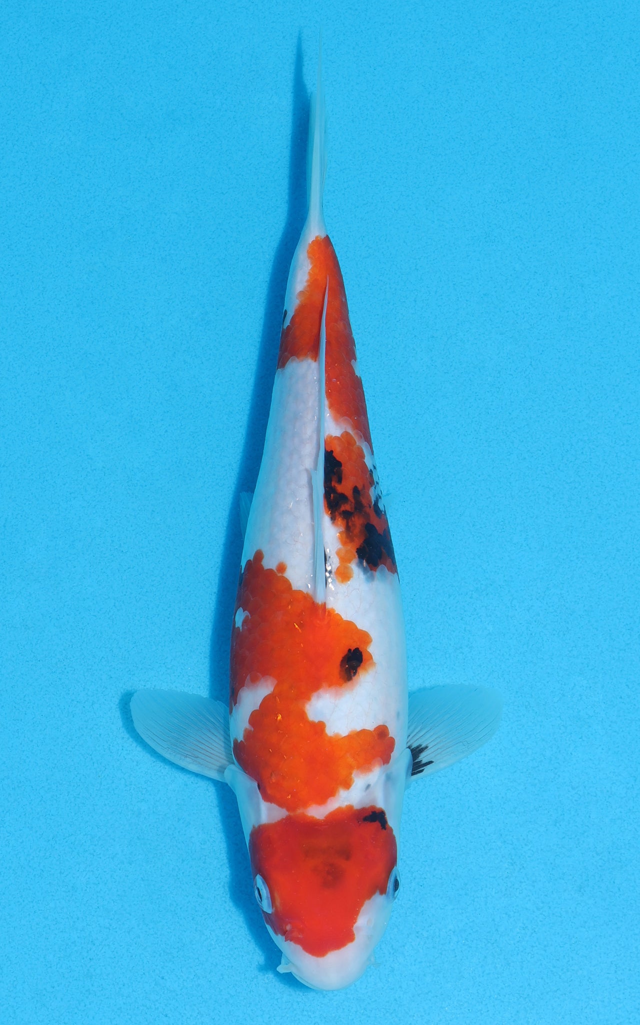 Maruten Showa - 28cm REF:13008