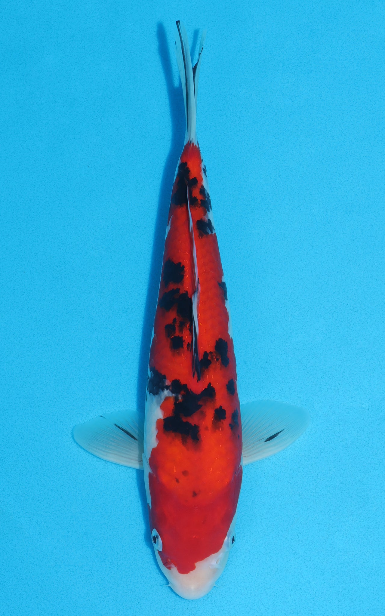 Sanke - 31cm REF:13046