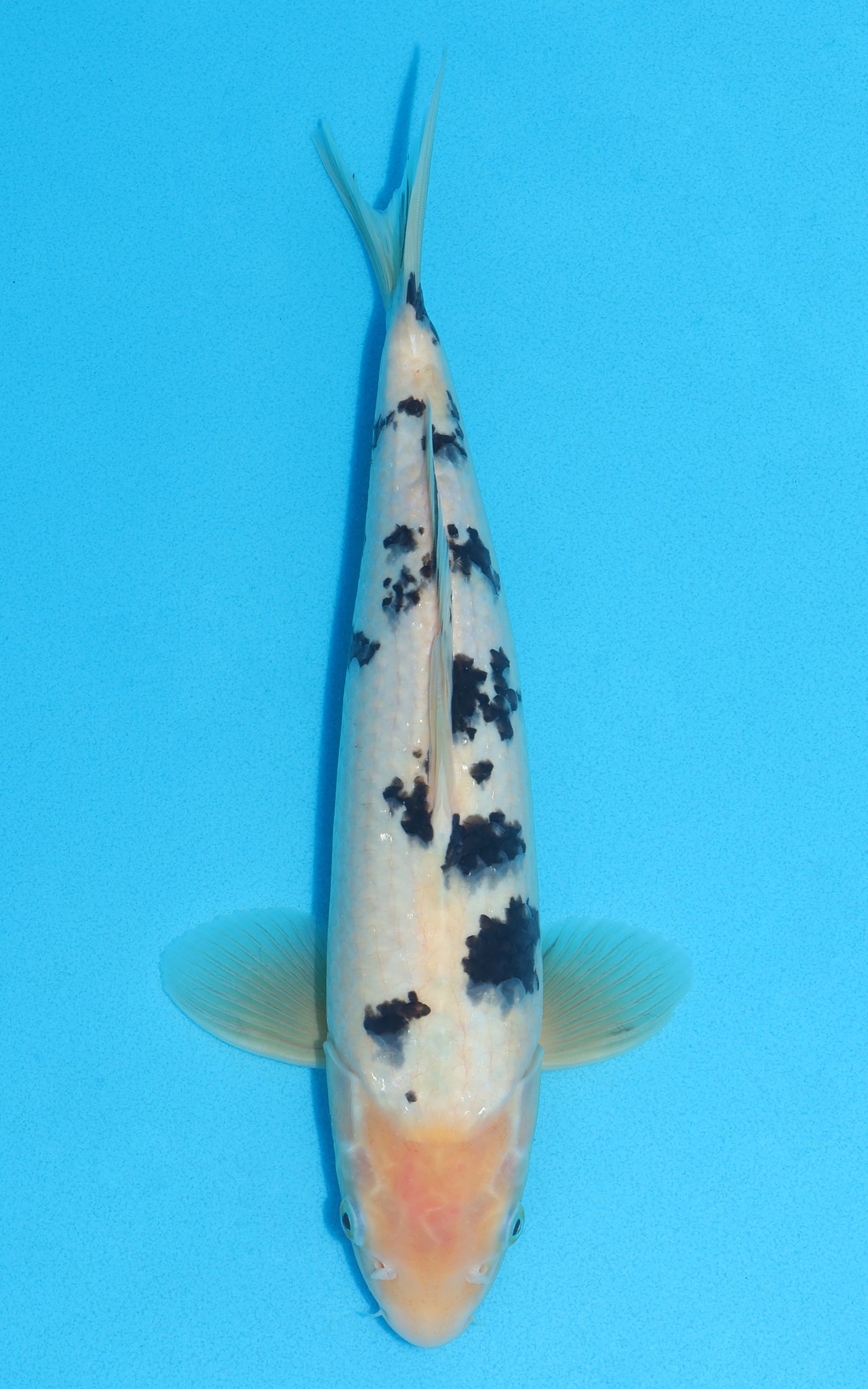 Shiro Bekko - 34cm REF:13021