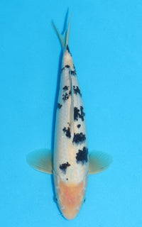 Thumbnail for Shiro Bekko - 34cm REF:13021