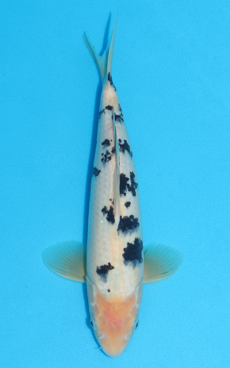 Shiro Bekko - 34cm REF:13021