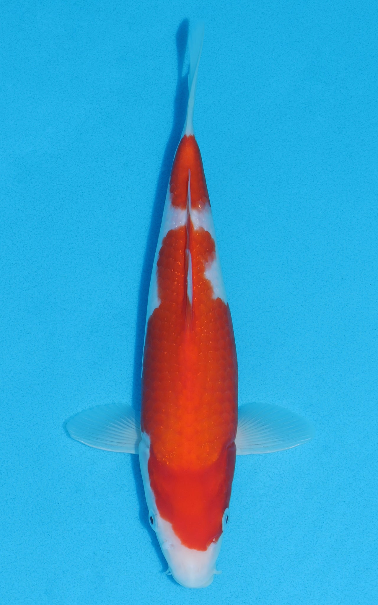 Kohaku - 28cm REF:13016
