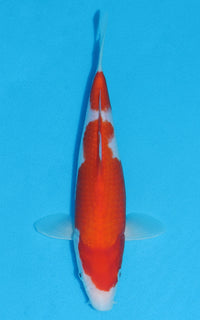 Thumbnail for Kohaku - 28cm REF:13016