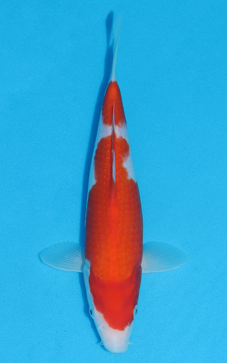 Kohaku - 28cm REF:13016