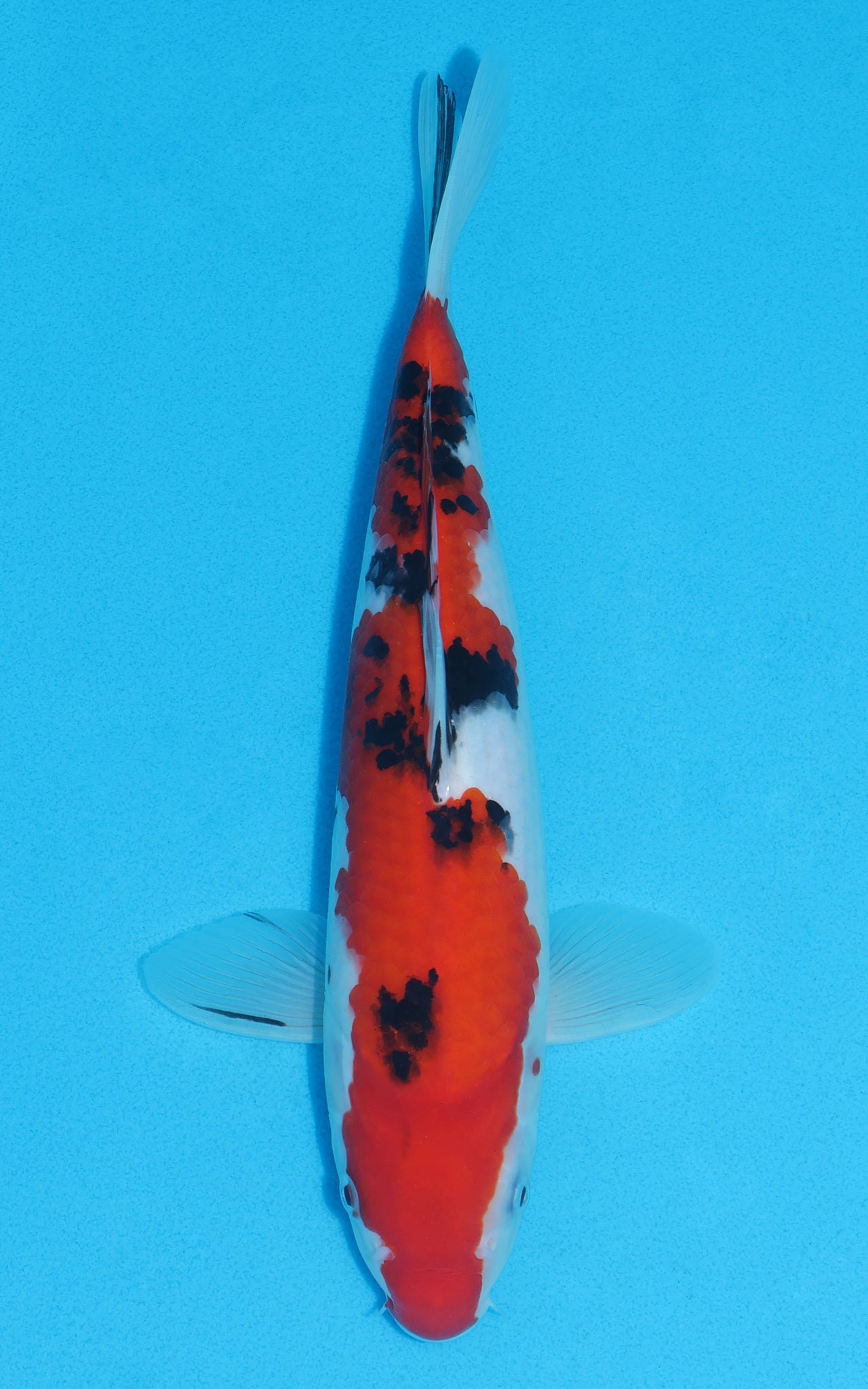 Sanke - 30cm REF:13042