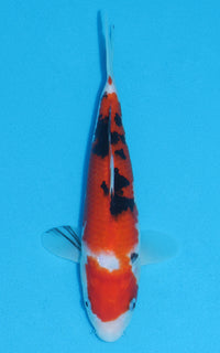 Thumbnail for Sanke - 25cm REF:13038