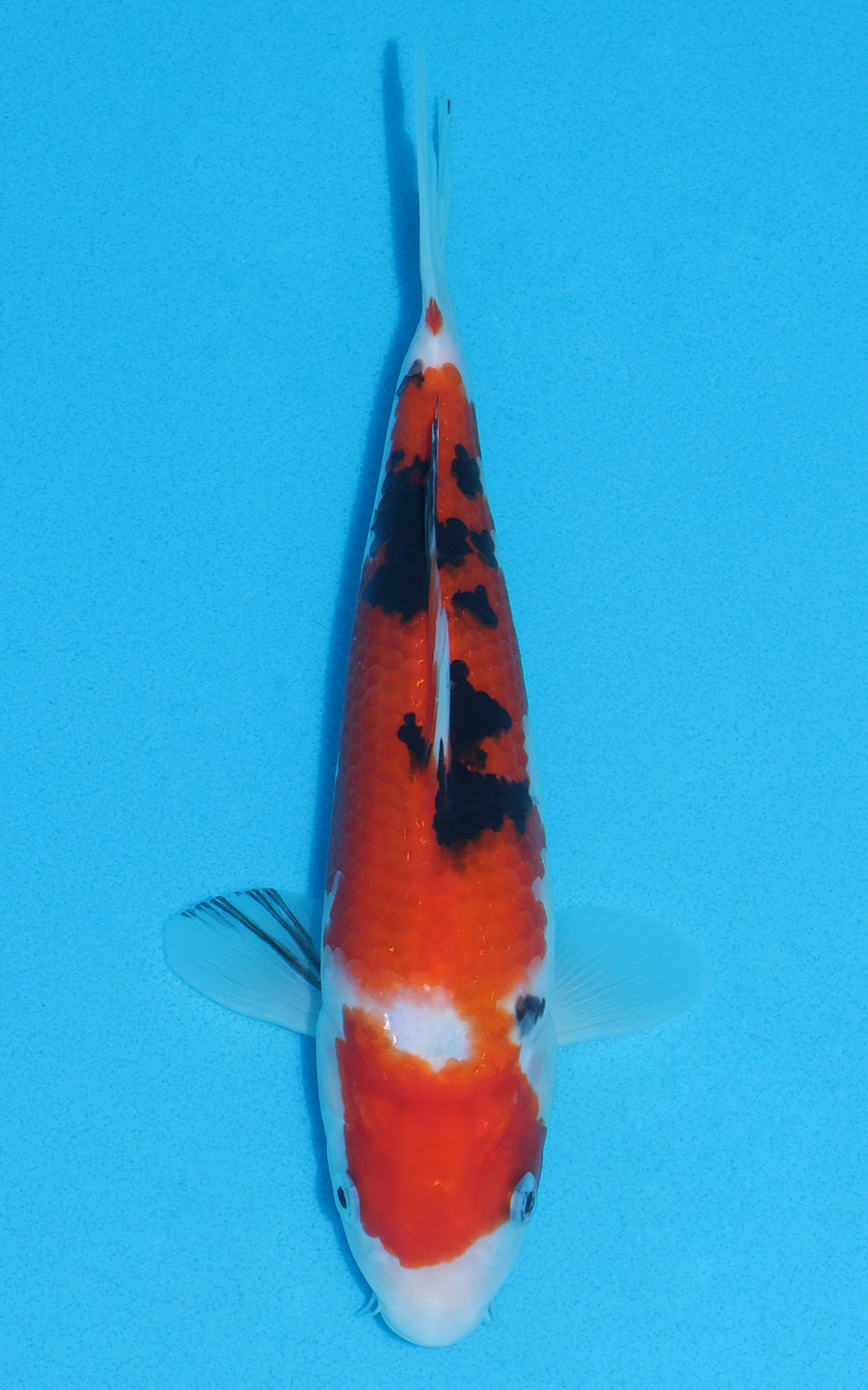 Sanke - 25cm REF:13038