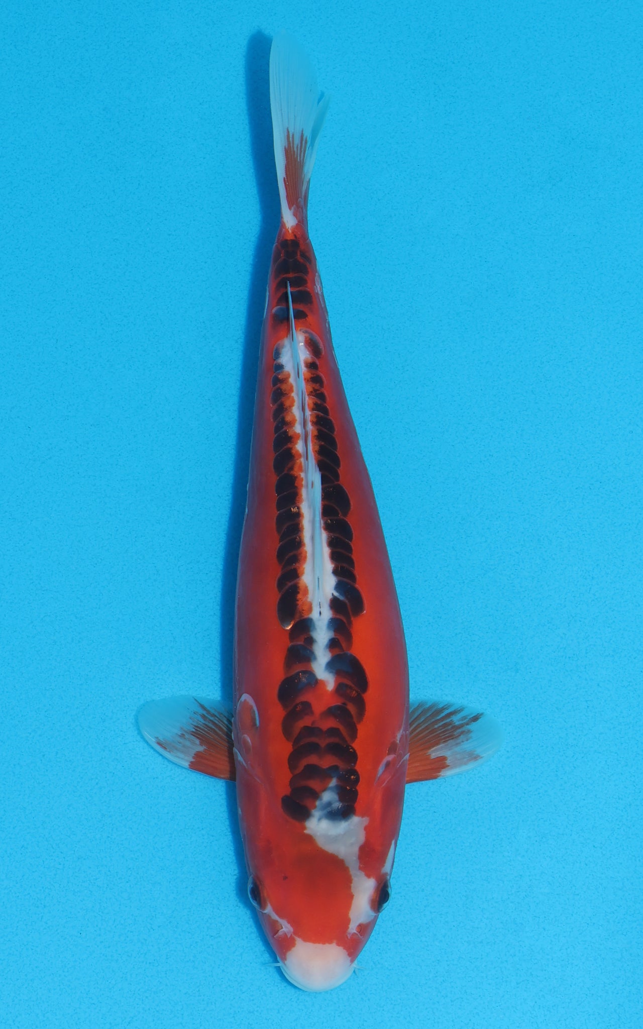 Hi Shusui - 29cm REF:13053