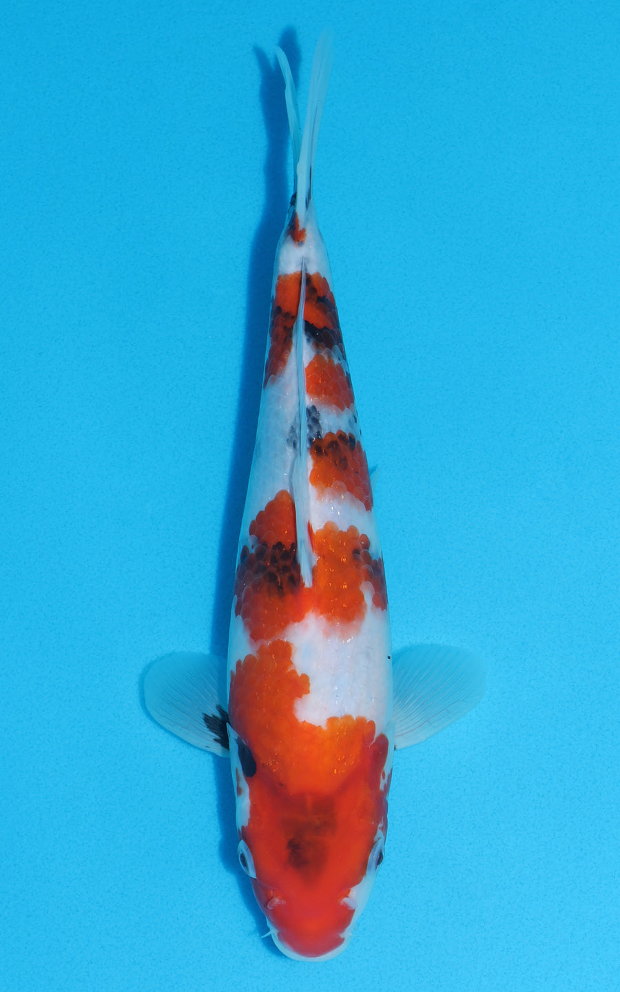 Showa - 29cm REF:13002