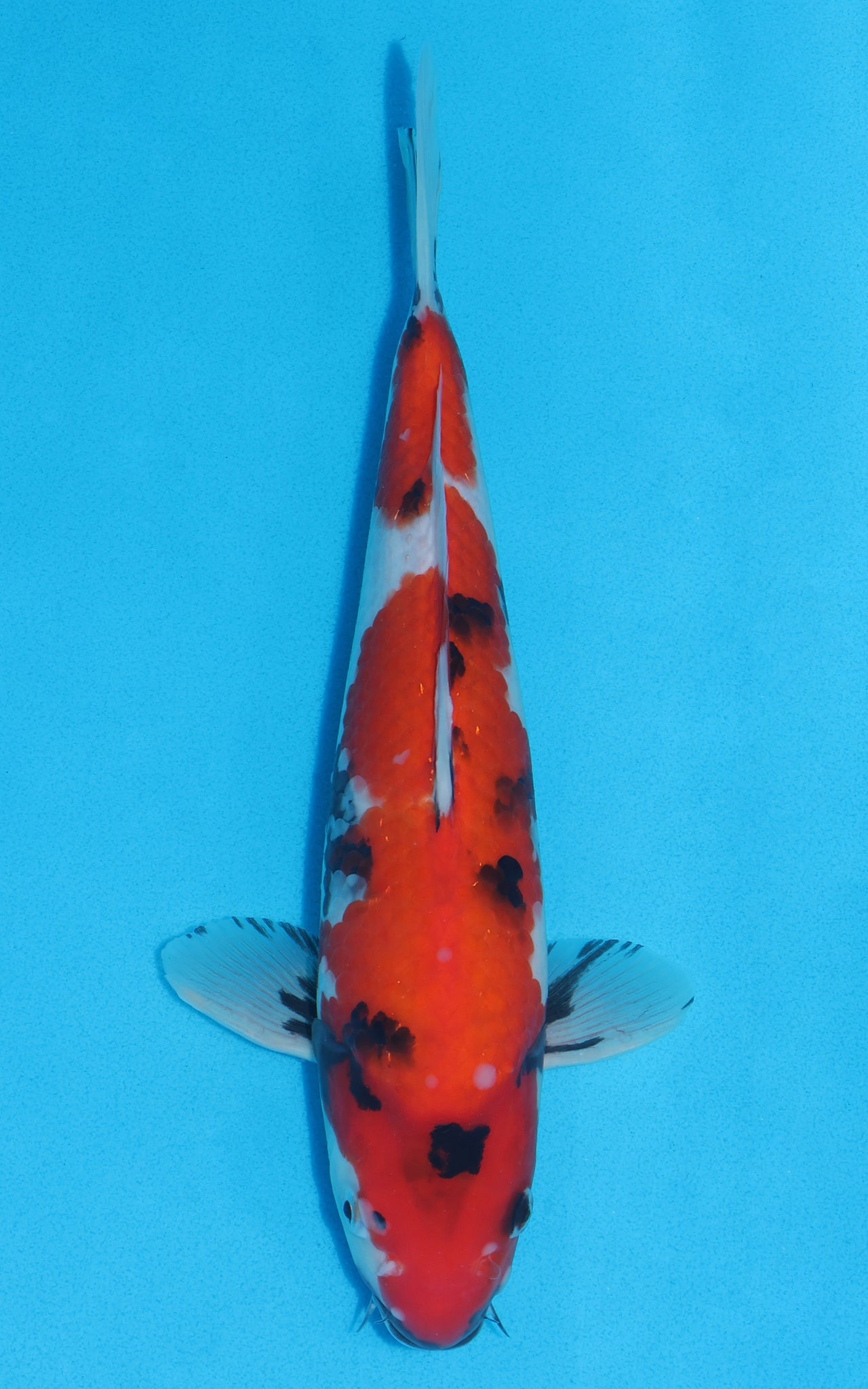 Showa - 31cm REF:13011