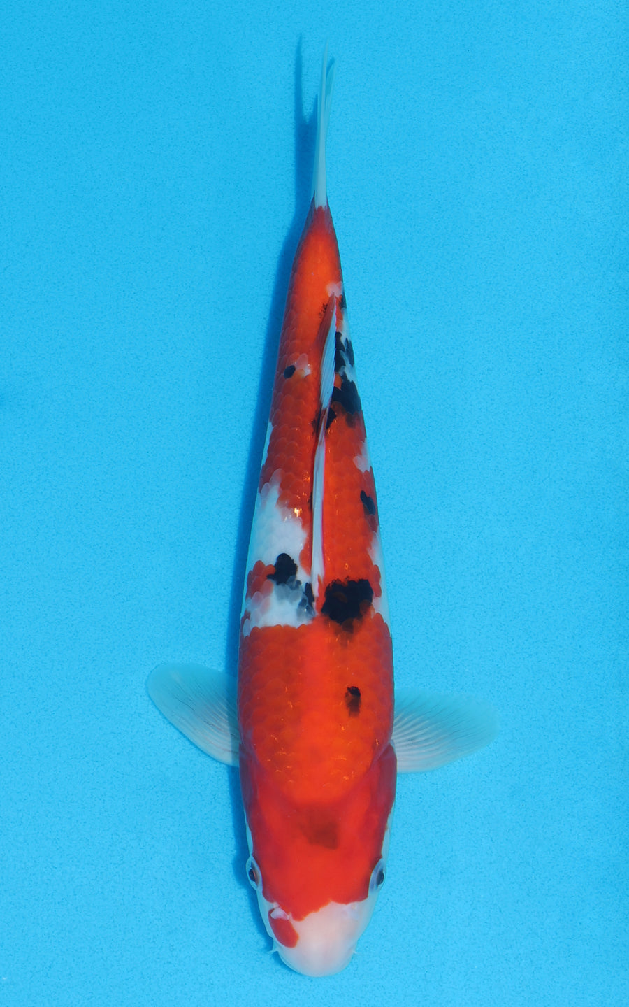 Sanke - 28cm REF:13061