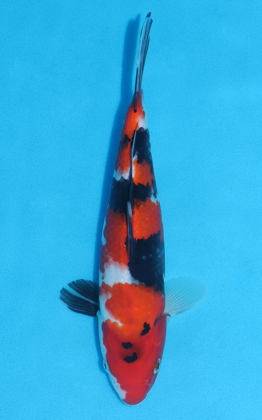 Showa - 28cm REF:13039
