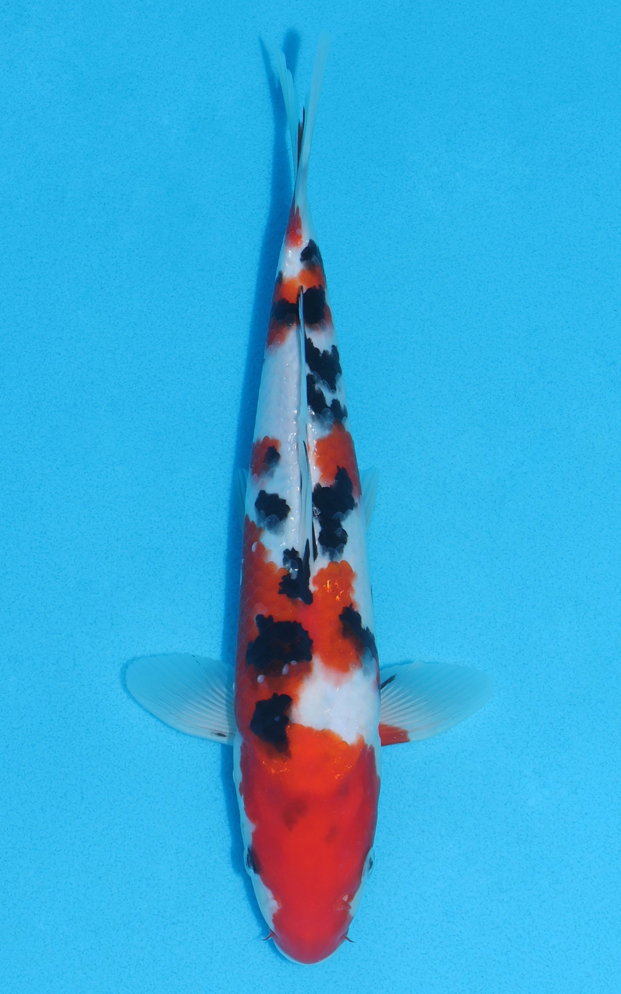 Sanke - 29cm REF:13059