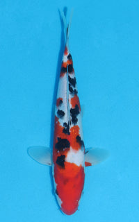 Thumbnail for Sanke - 29cm REF:13059