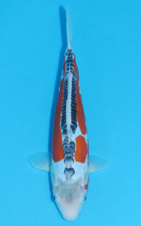 Thumbnail for Shusui - 31cm REF:13035