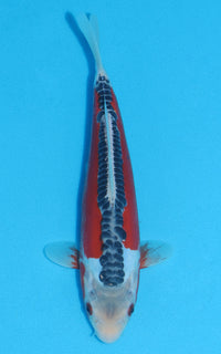 Thumbnail for Shusui - 26cm REF:13027