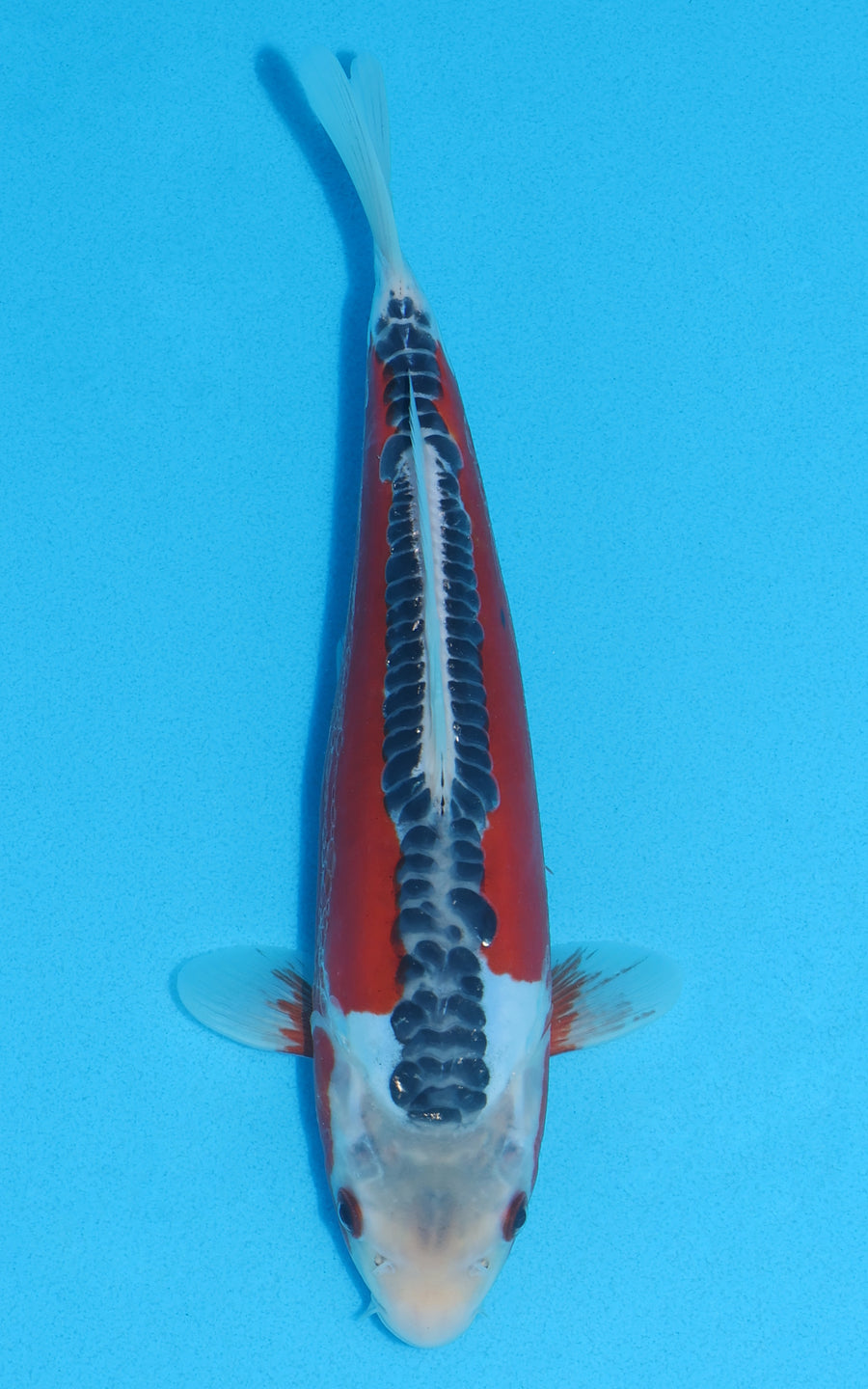 Shusui - 26cm REF:13027